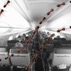 Airline 'Ant-mageddon': Biting Ants Torment Travelers On Flight To Newark 